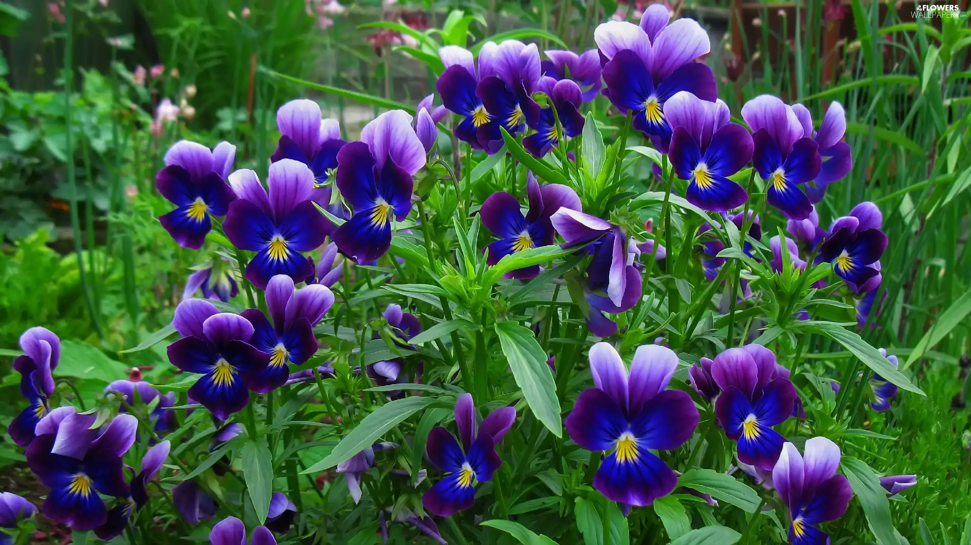 pansies, Flowers, Blue