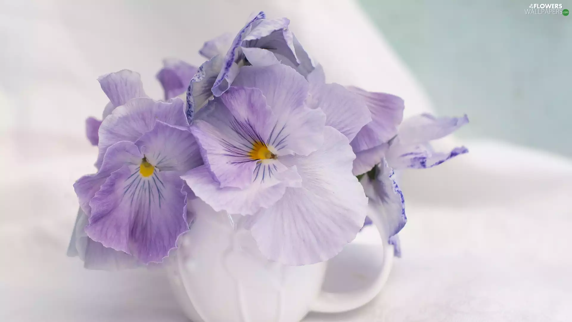 White, cup, Flowers, pansies, Light Purple