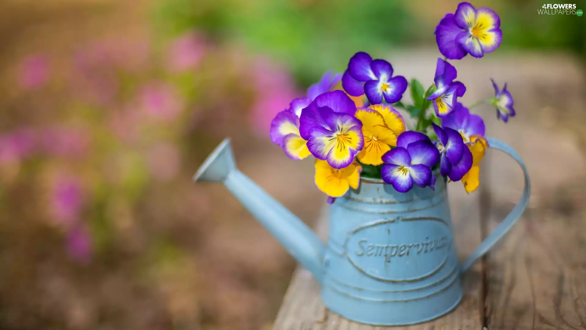 watering can, color, pansies