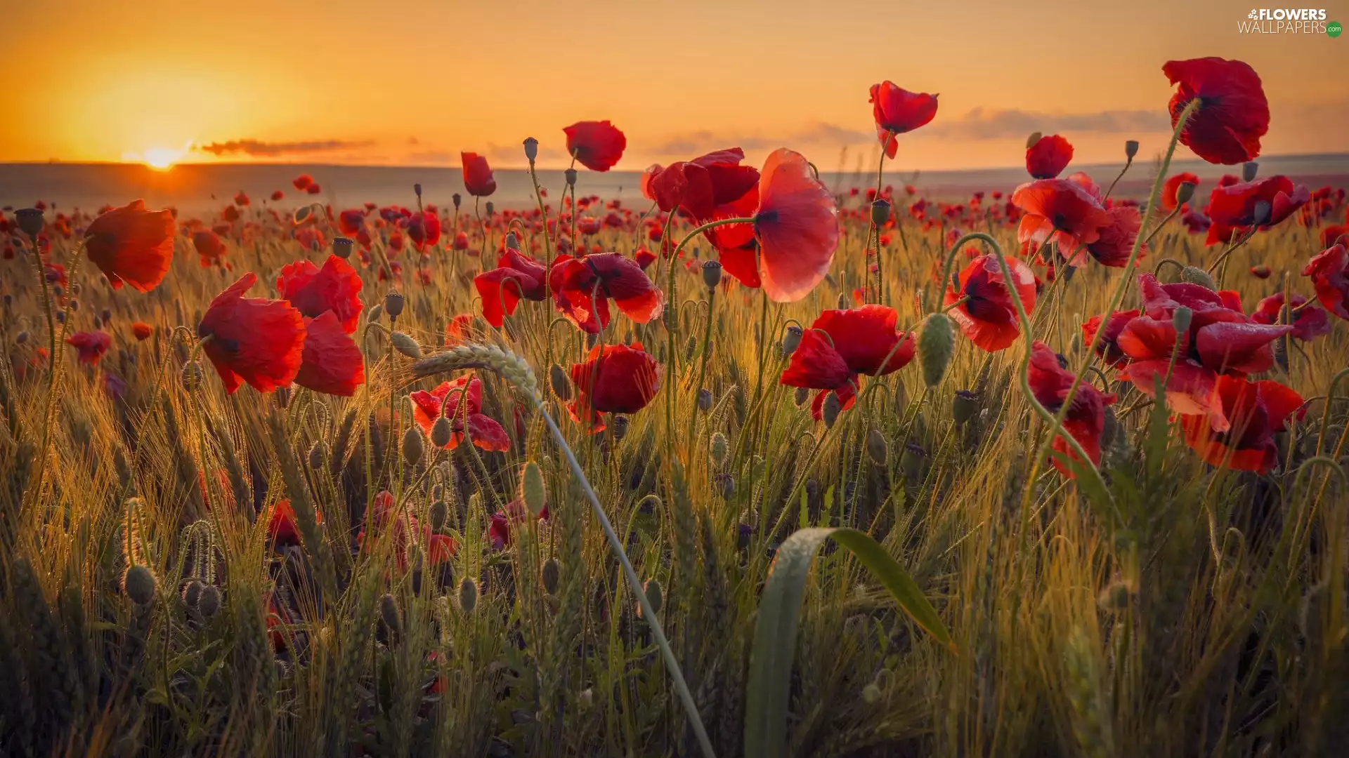 cereals, Field, Red, Ears, Great Sunsets, Flowers, papavers