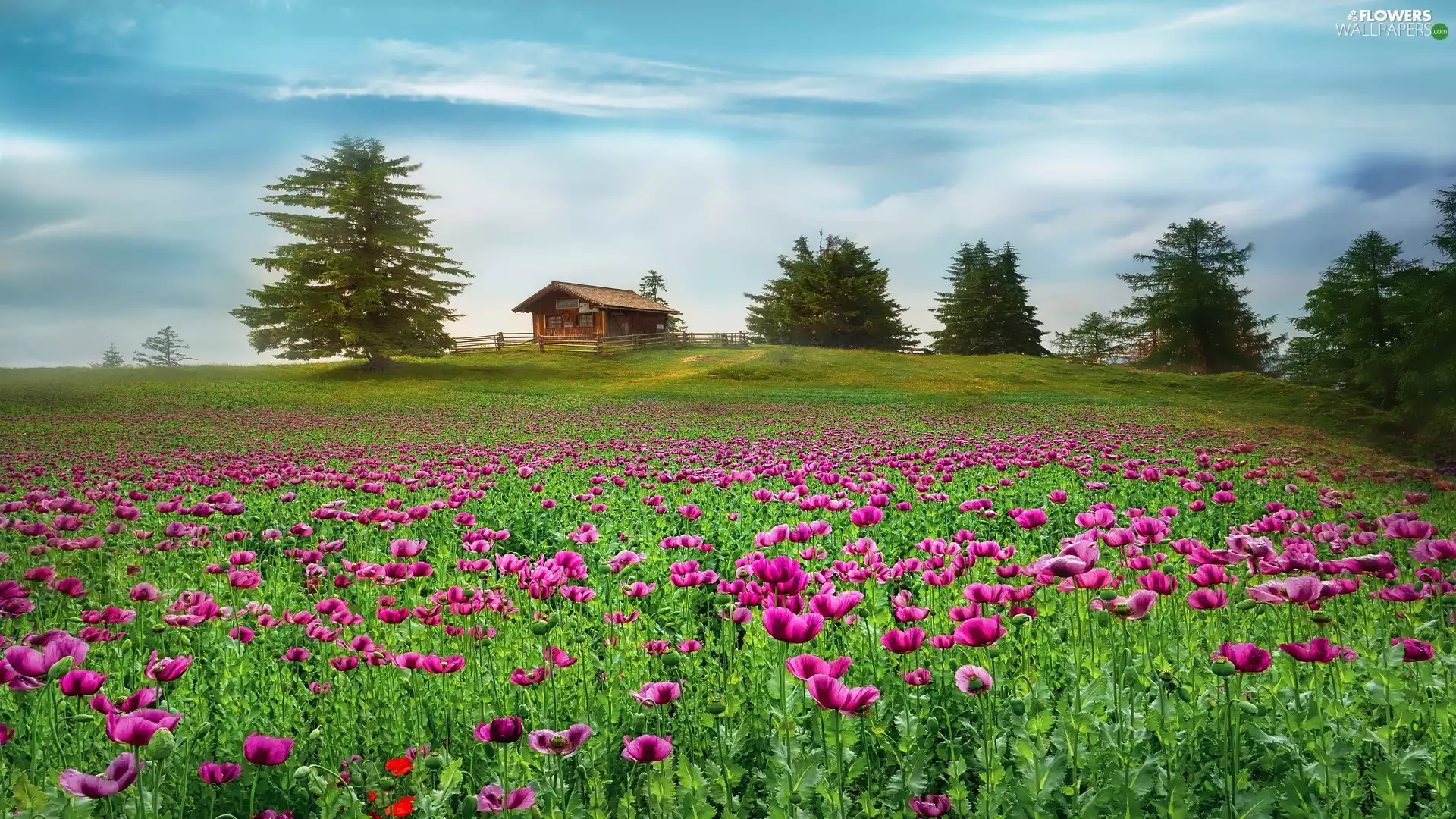 trees, Flowers, wooden, papavers, Meadow, viewes, Home
