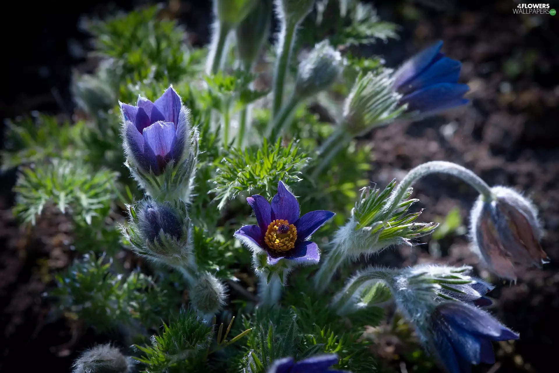 pasque, Flowers, Blue