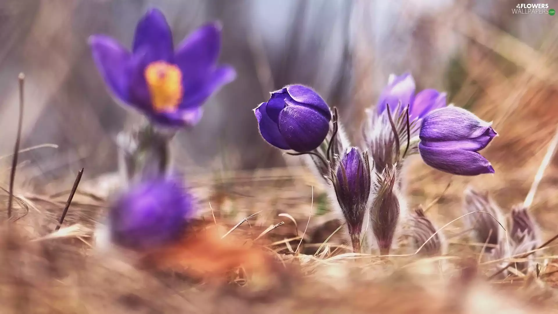 Flowers, pasque, blurry background, purple