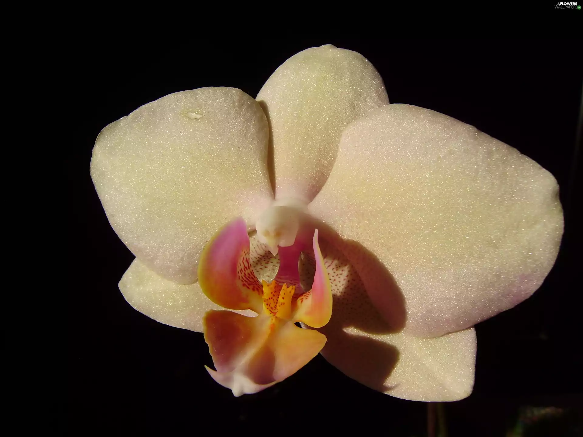 orchid, Phalaenopsis
