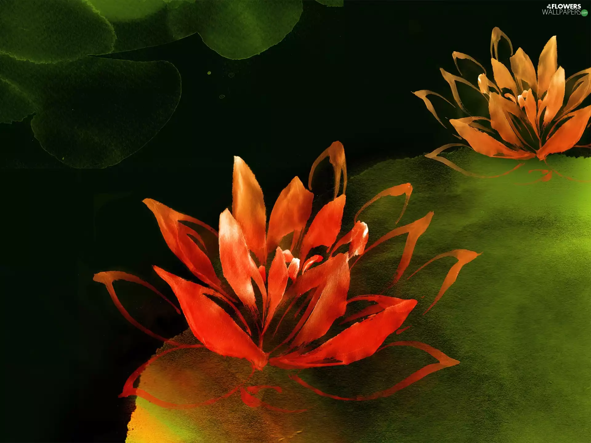 picture, lilies, water