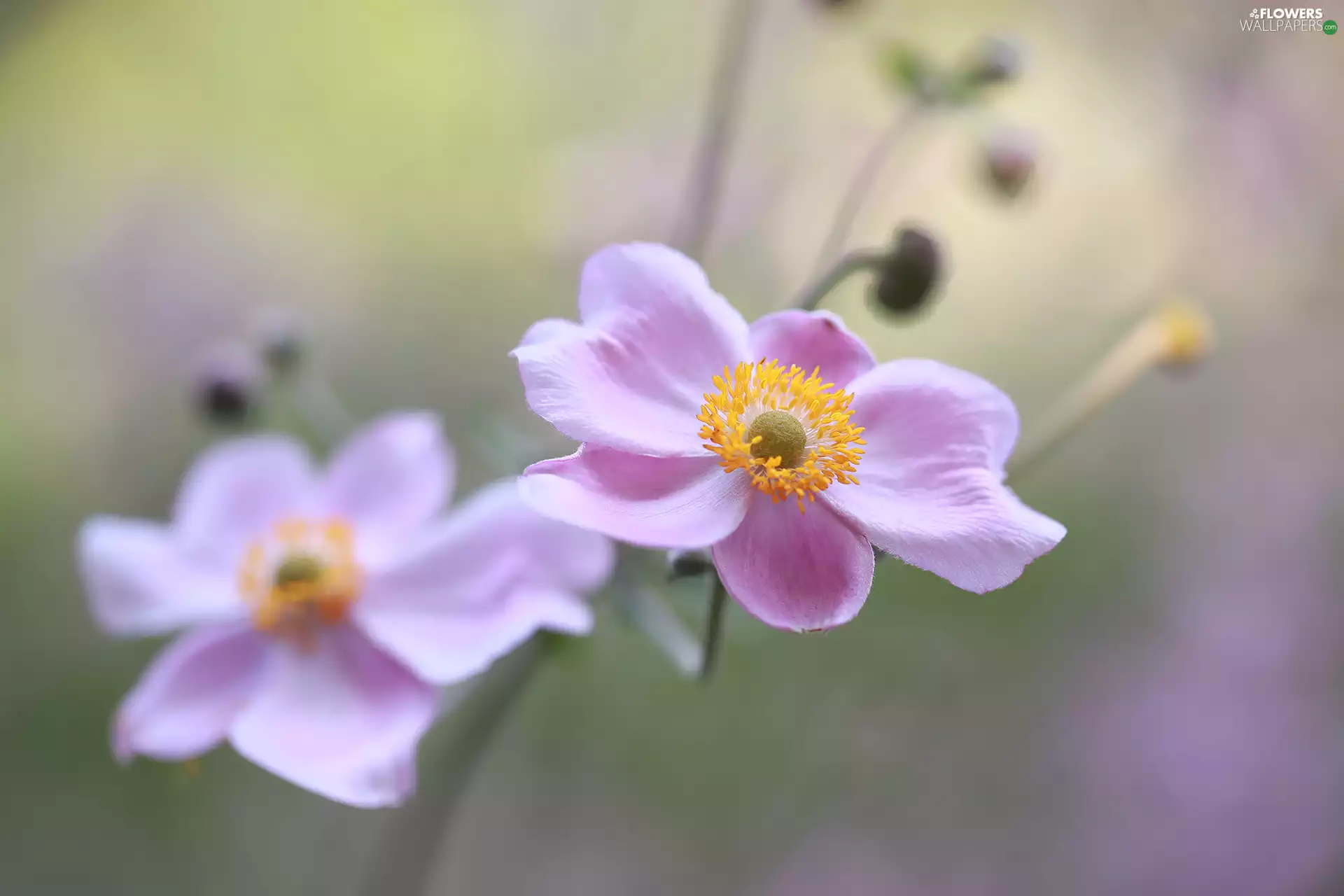 Flowers, Japanese anemone, Pink
