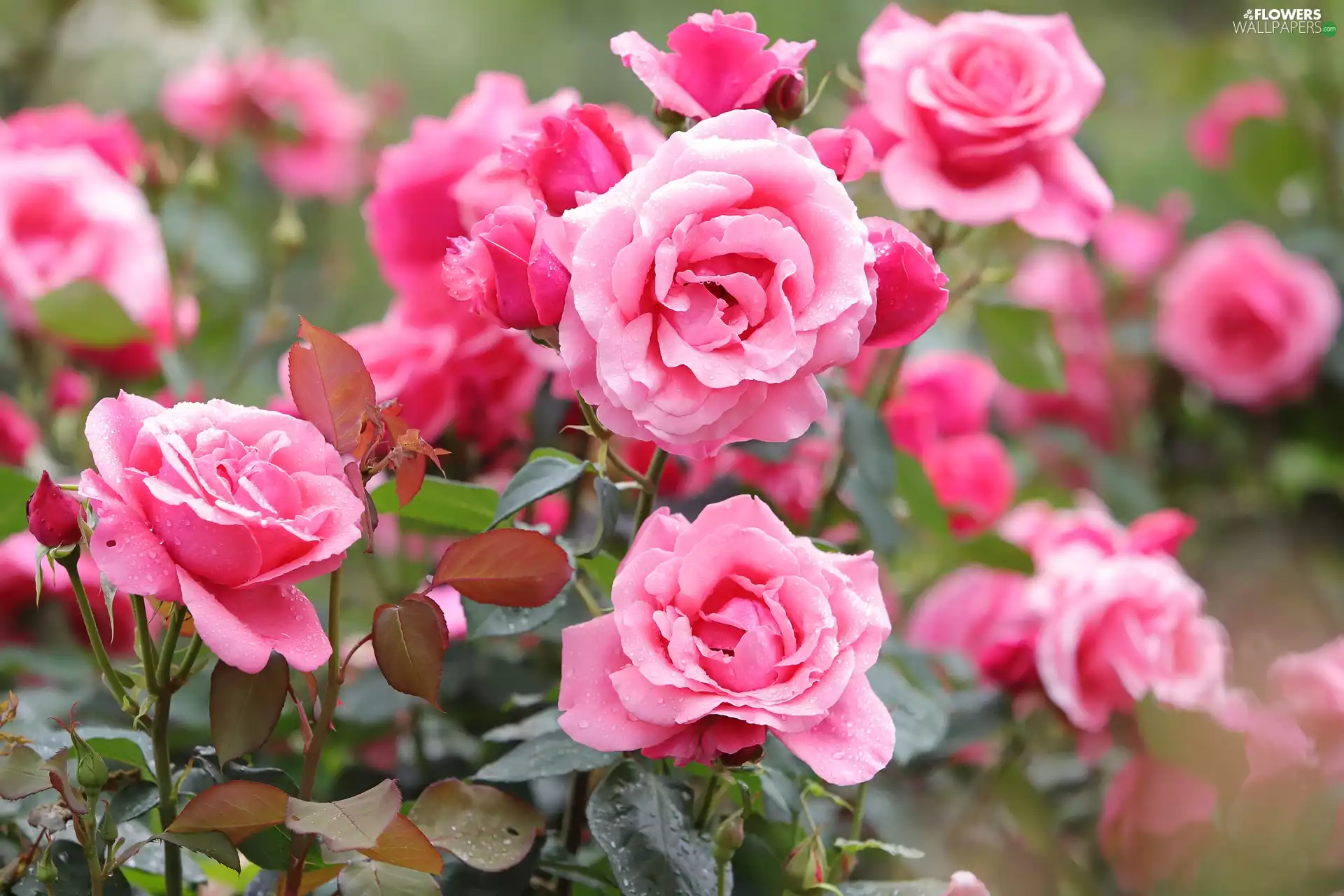 Flowers, roses, Bush, Pink