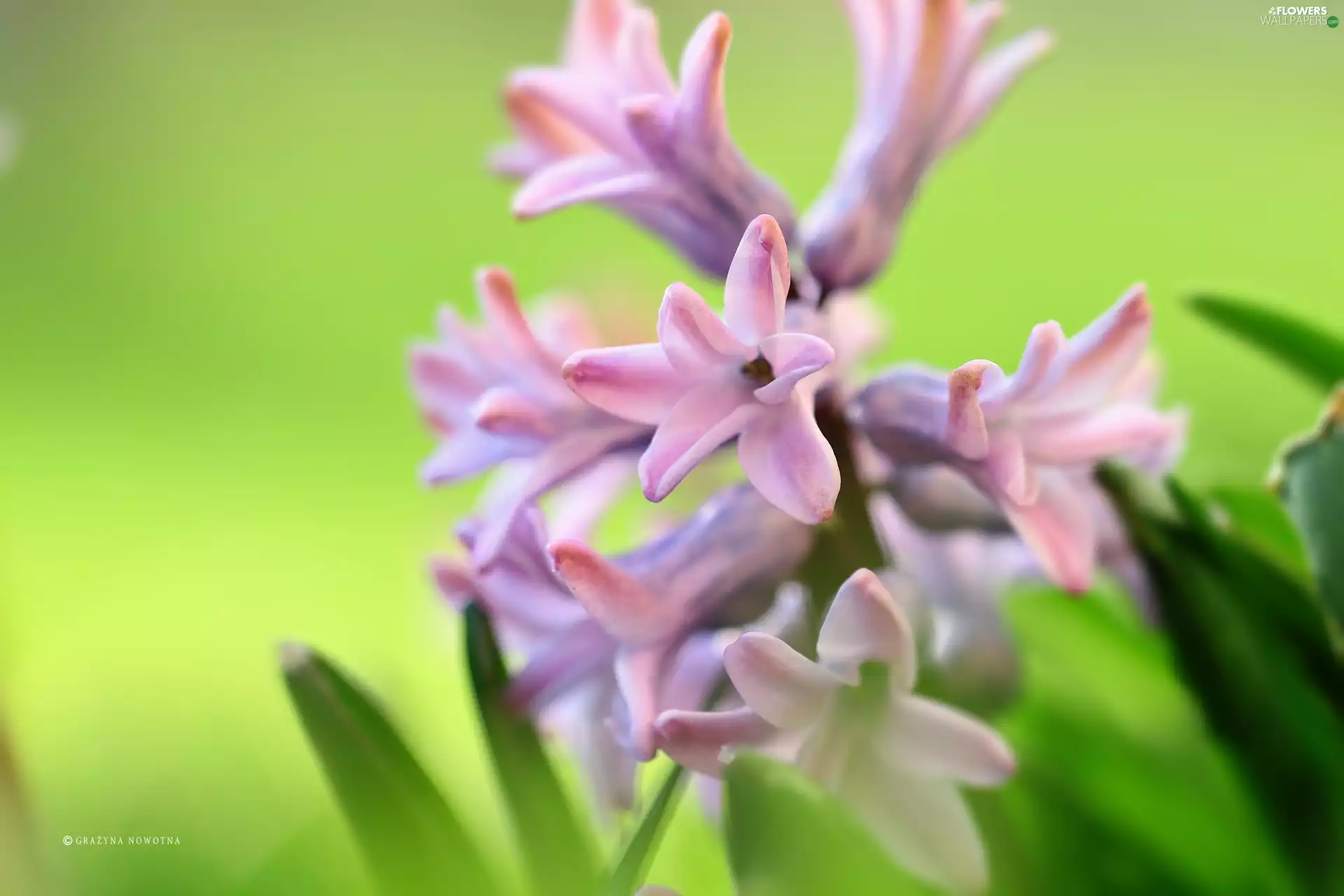 Colourfull Flowers, hyacinth, Pink