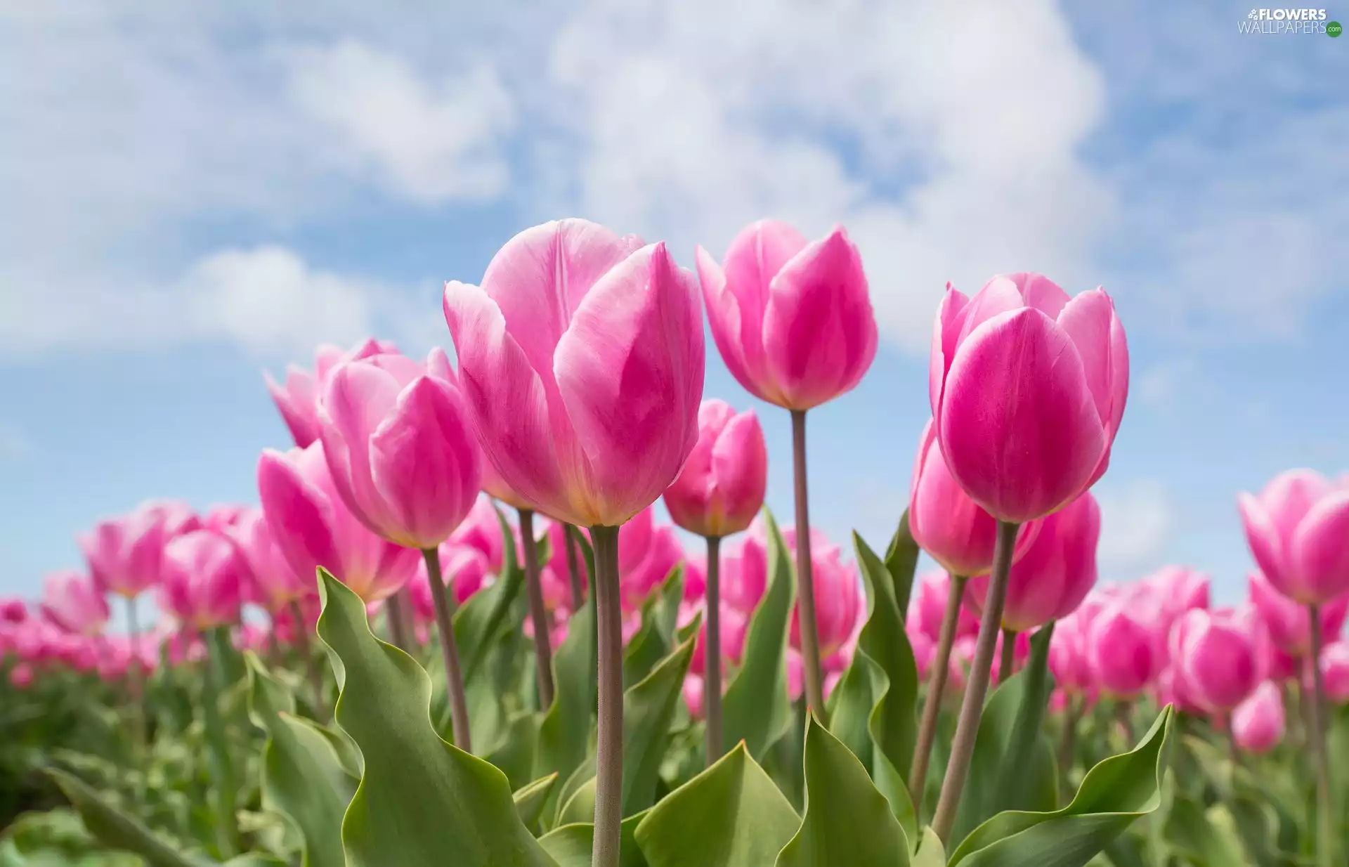 Flowers, Tulips, Sky, Pink