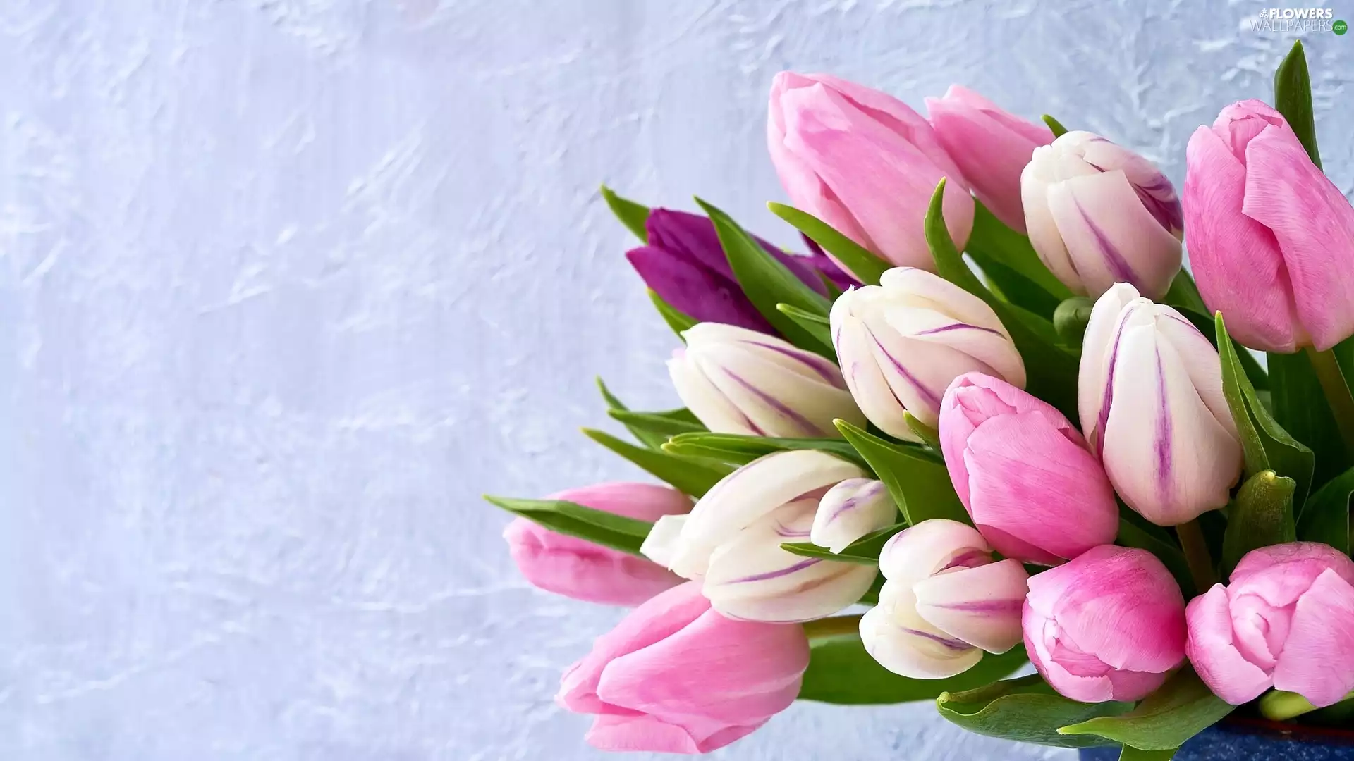 Grey Background, Tulips, Pink