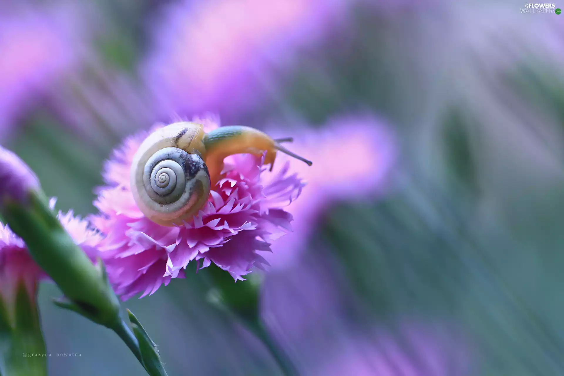 pink, snail, Pink