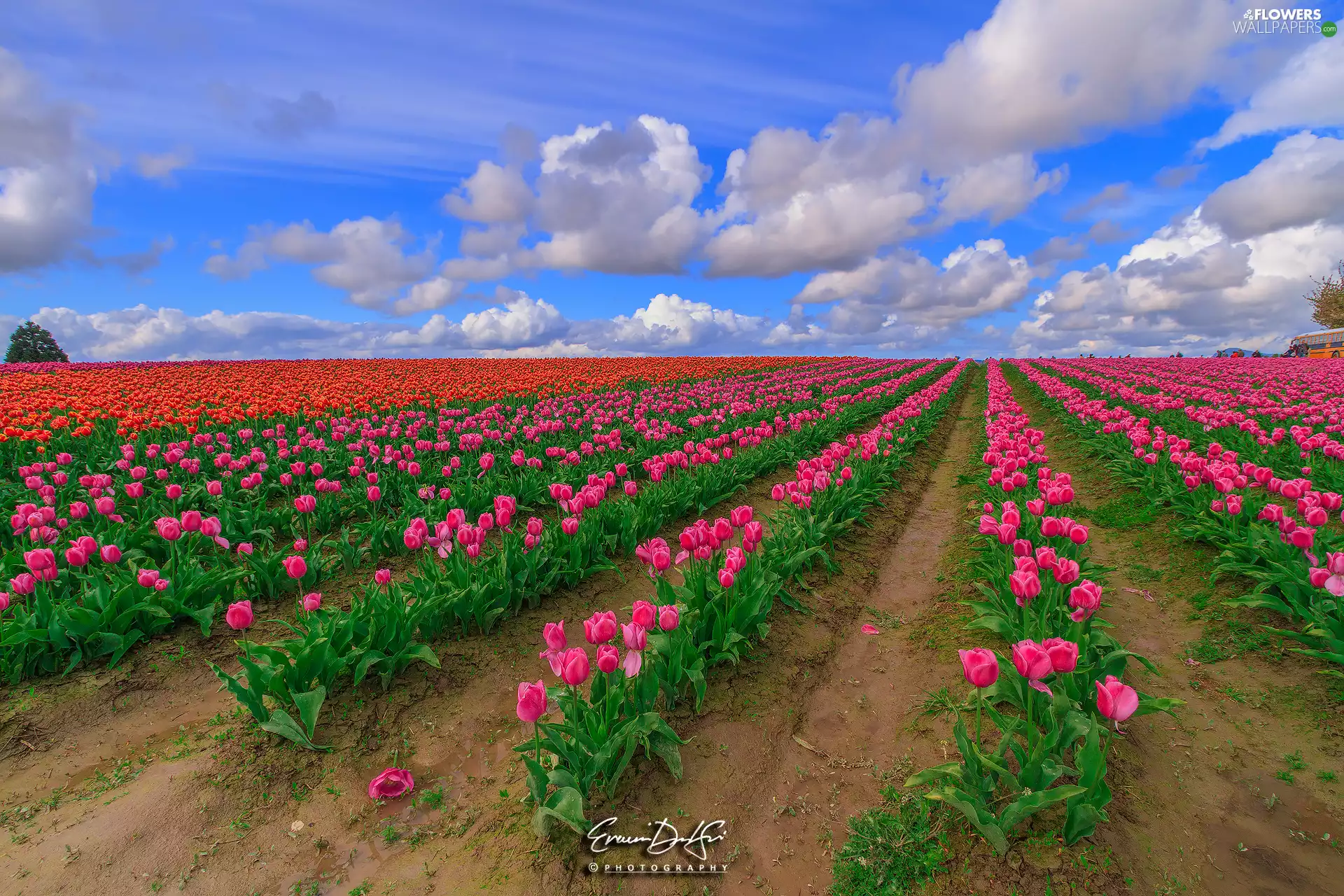 plantation, Tulips, clouds, Pink
