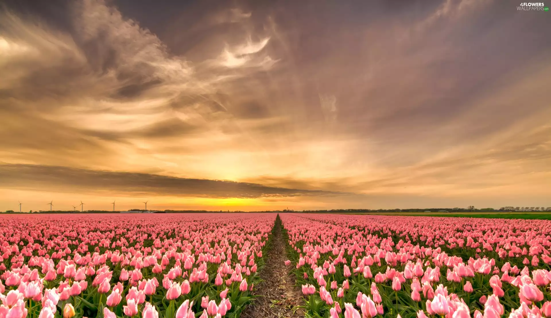 plantation, Tulips, Sunrise, Pink