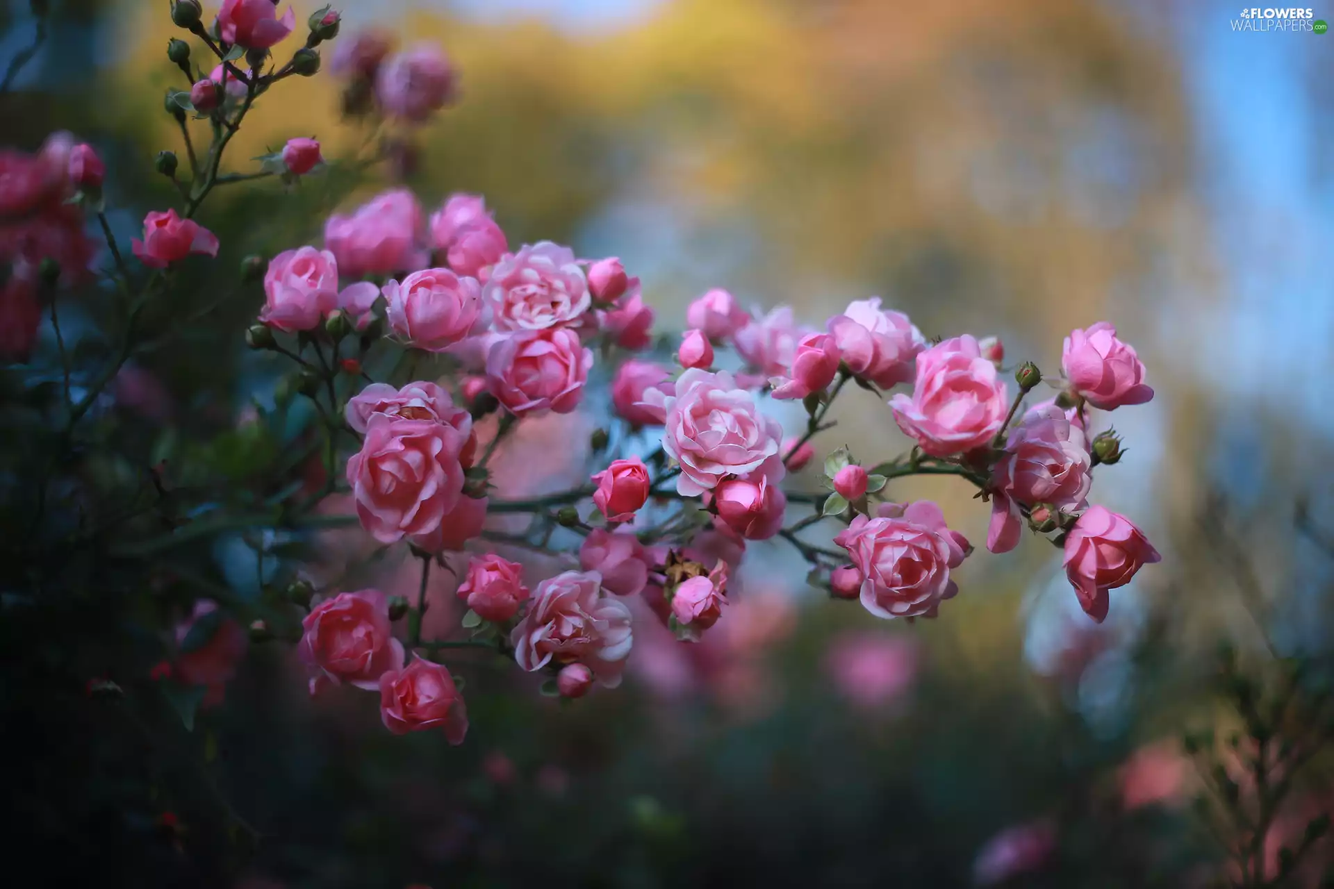 roses, Flowers, twig, Pink