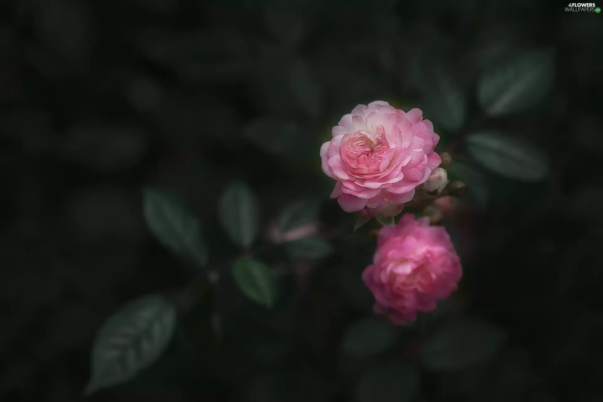 Leaf, Dark Background, Pink, roses, Two