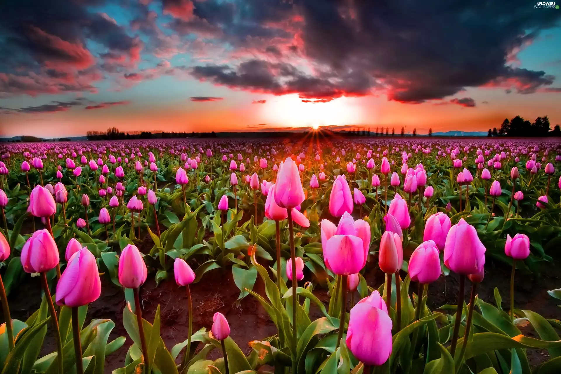 plantation, Tulips, sun, clouds, west