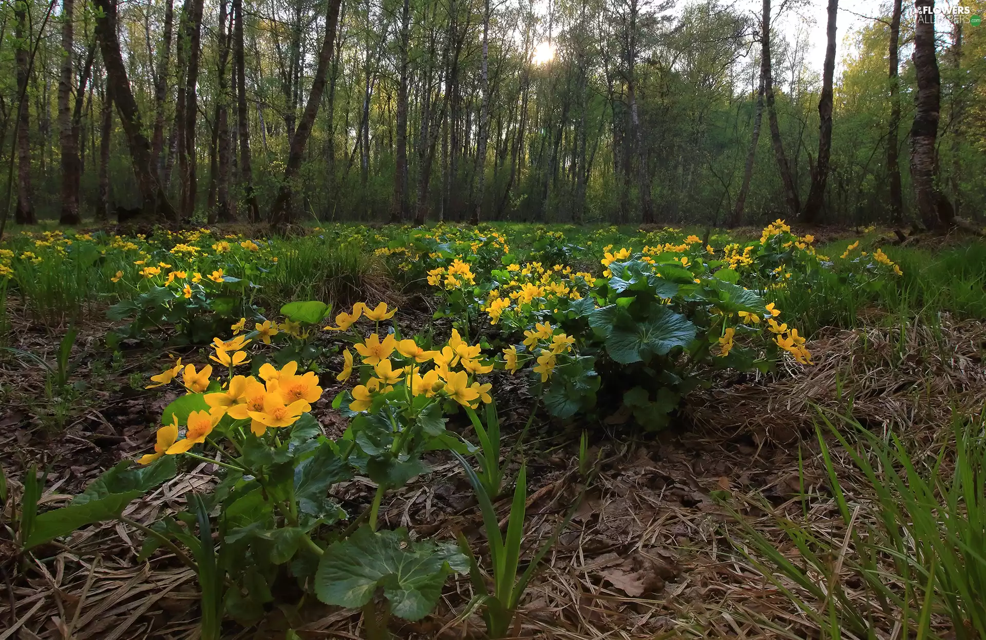 Flowers, trees, Marsh-Marigold, viewes, forest, marigolds, Plants