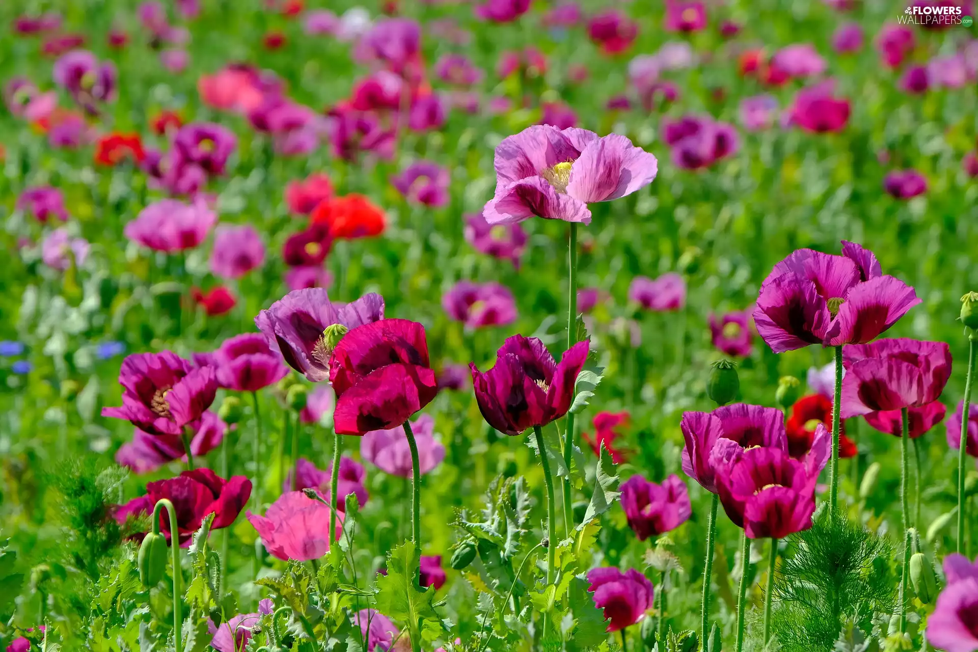 Field, poppy, purple, papavers, Flowers
