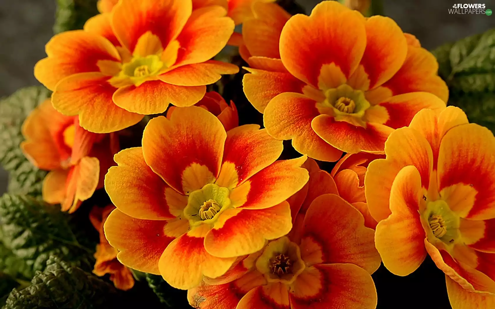 Orange, primrose