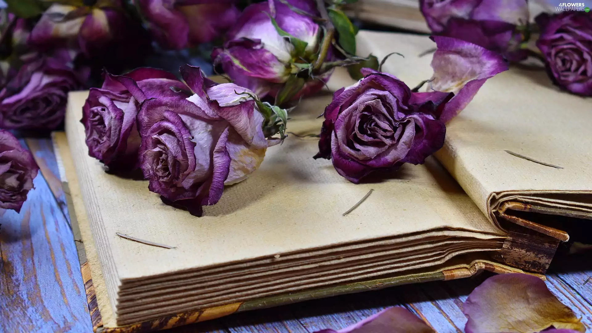 Flowers, roses, Book, purple