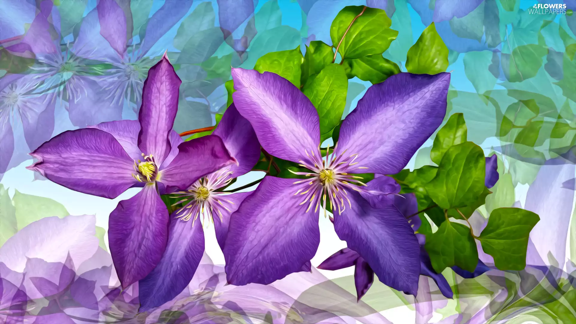 Flowers, Clematis, graphics, purple