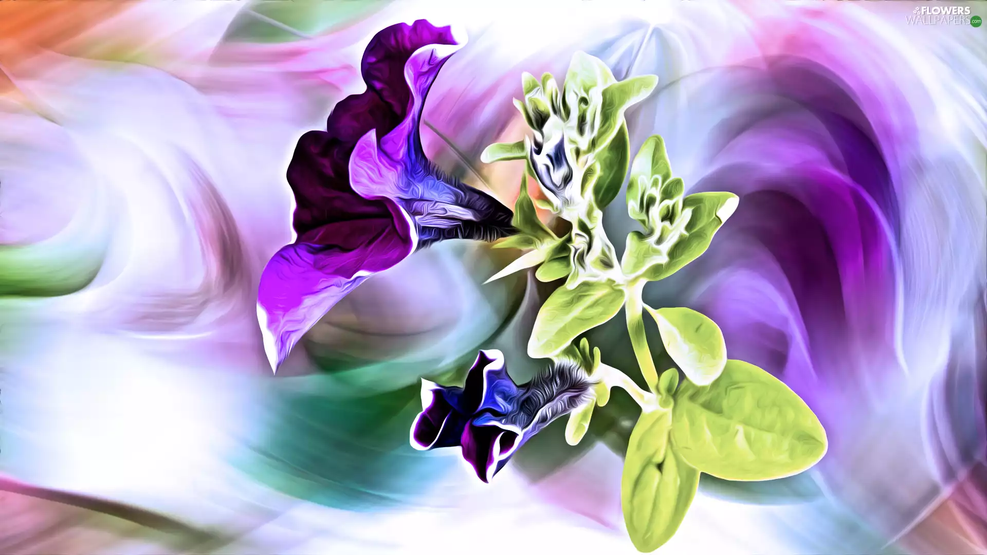 Flowers, petunias, graphics, purple