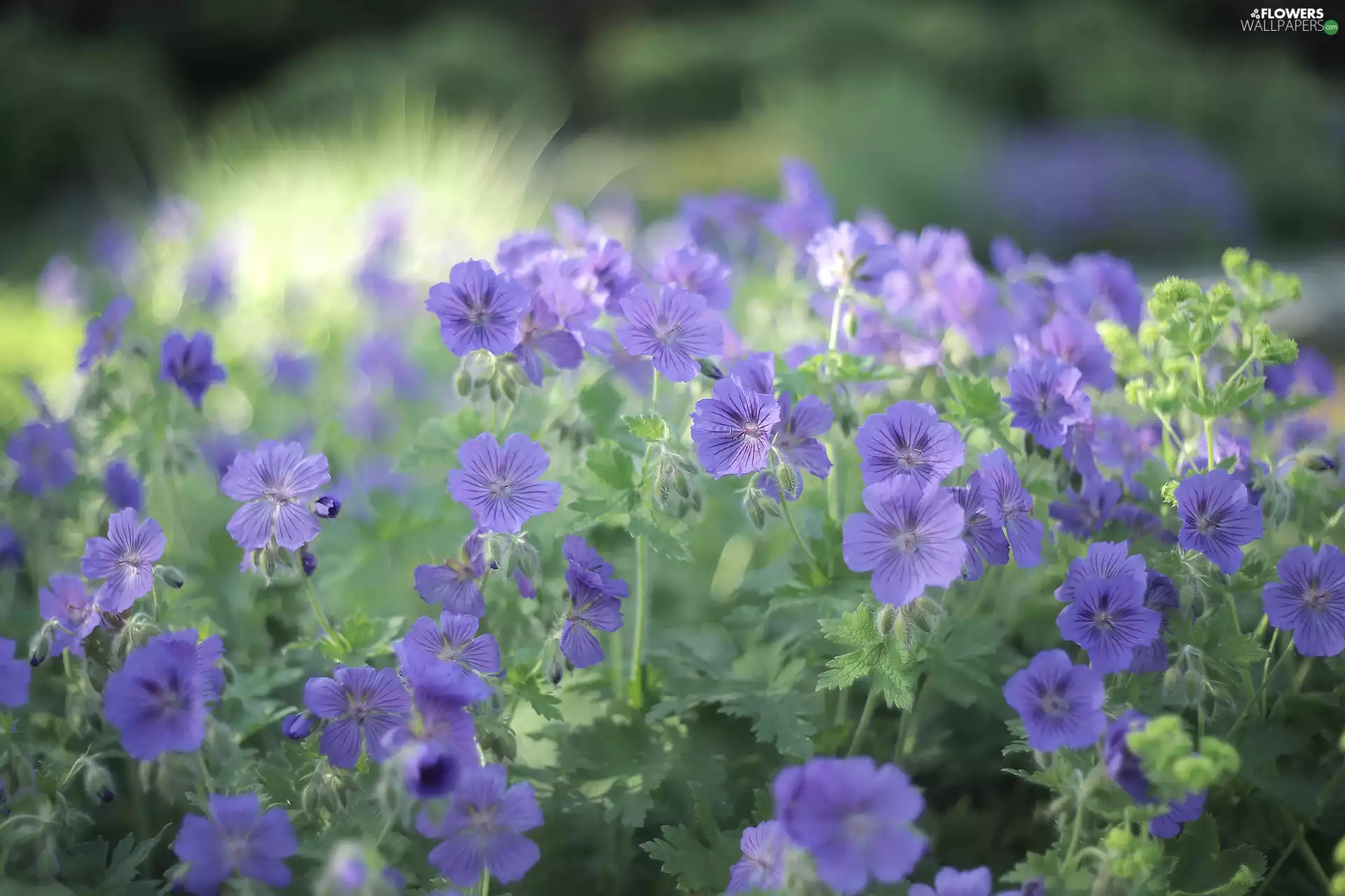 geranium, Flowers, rapprochement, purple