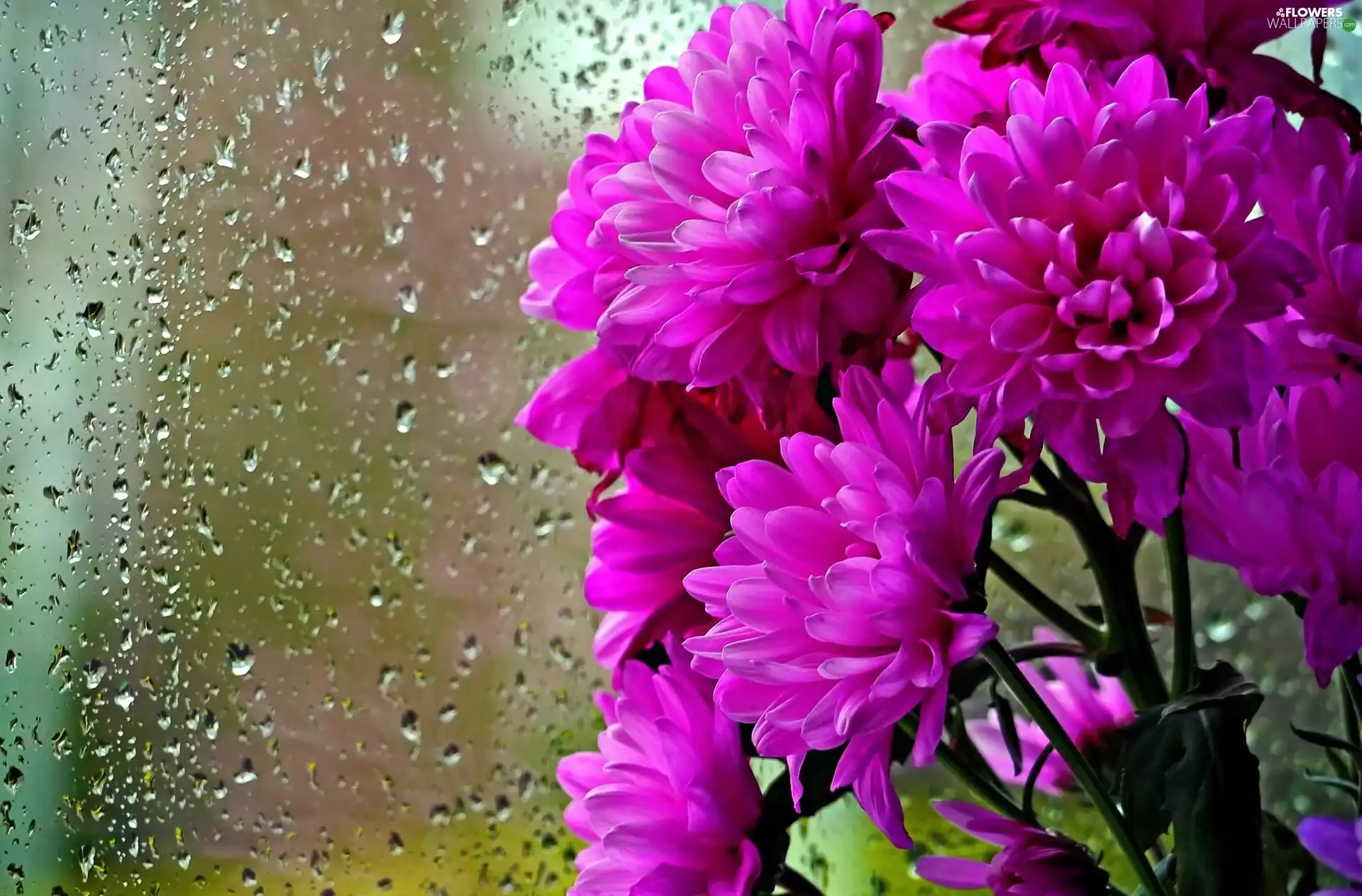 Daisy, drops, rain, Glass