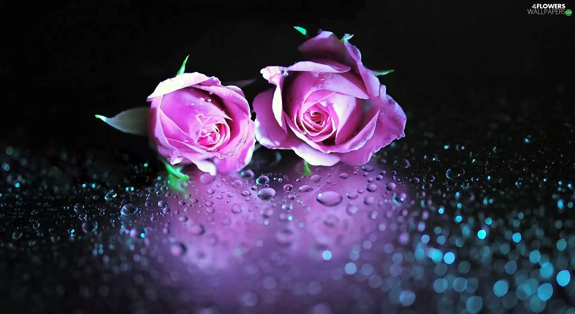 purple, drops, rain, roses
