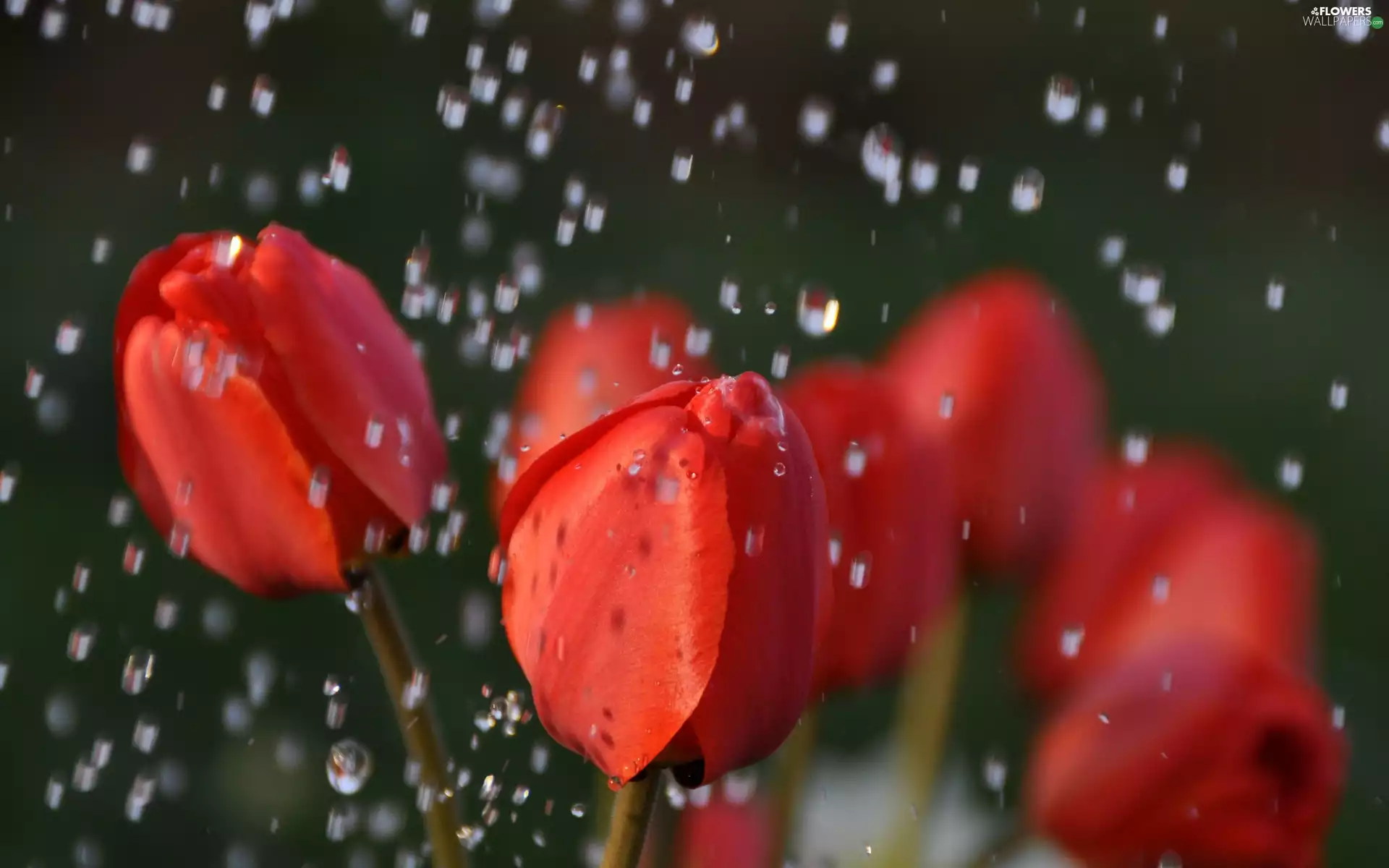 Rain, Red, Tulips