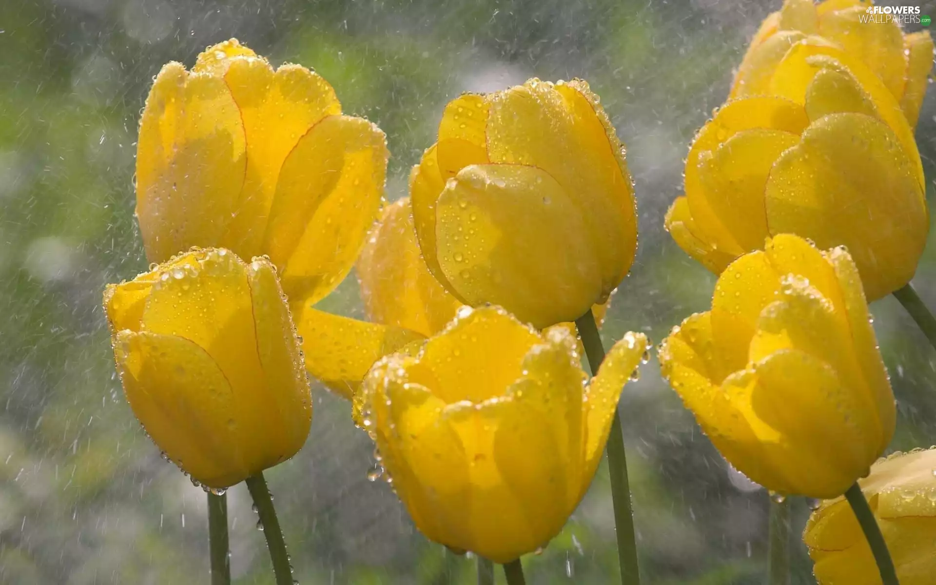 Rain, Yellow, Tulips