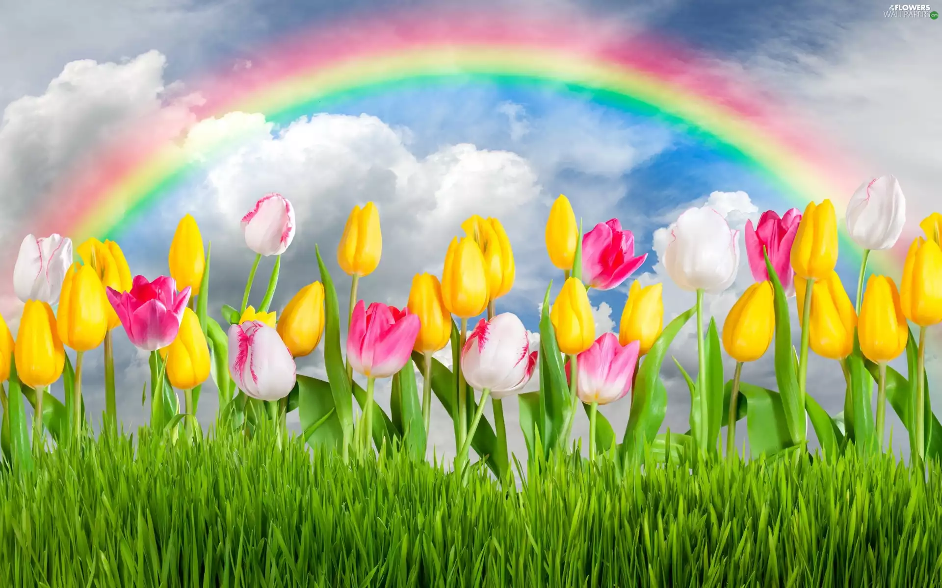 Great Rainbows, Flowers, Tulips