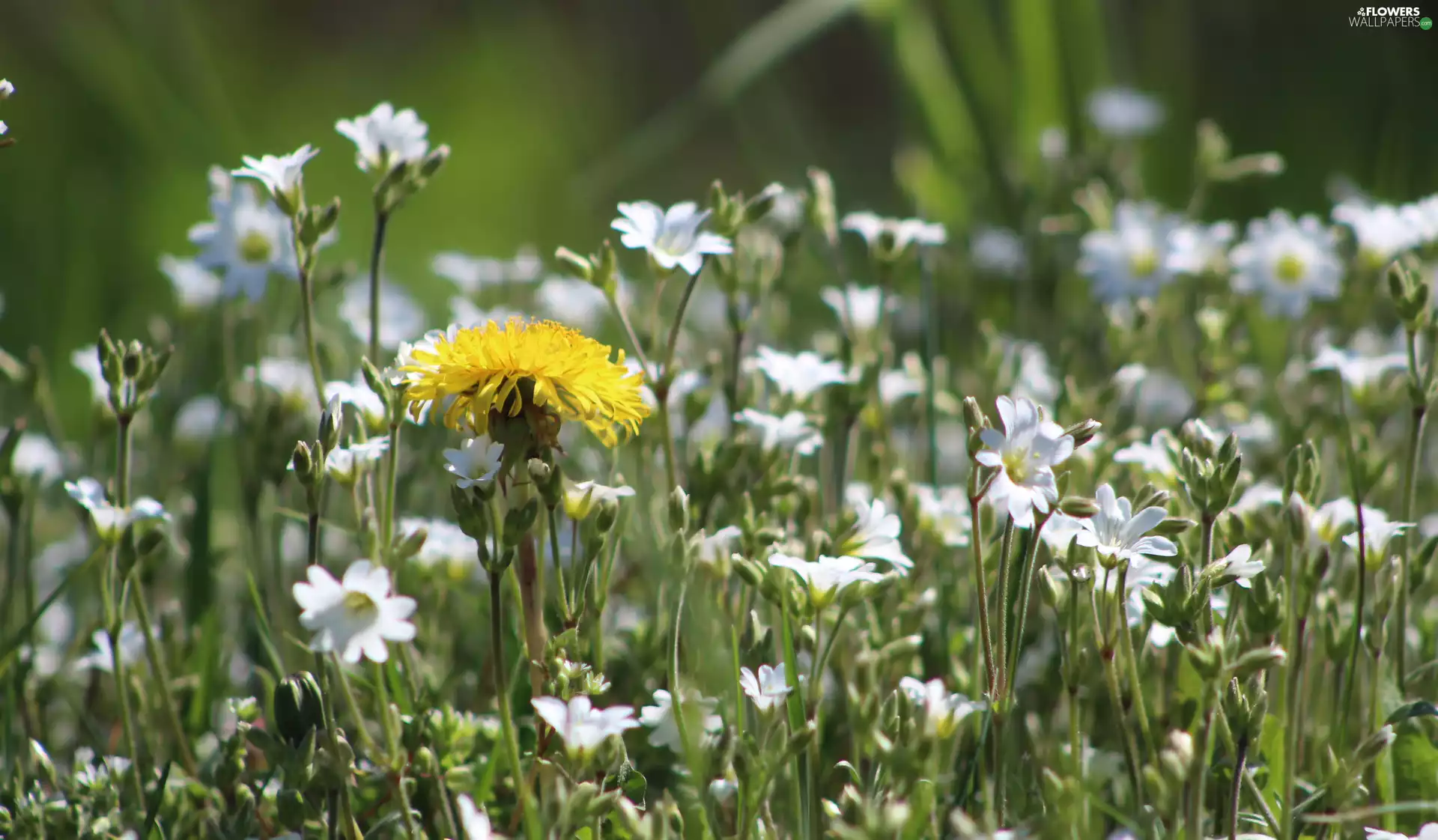 dandelion, Flowers, Cerastium, rapprochement, sow-thistle, Meadow