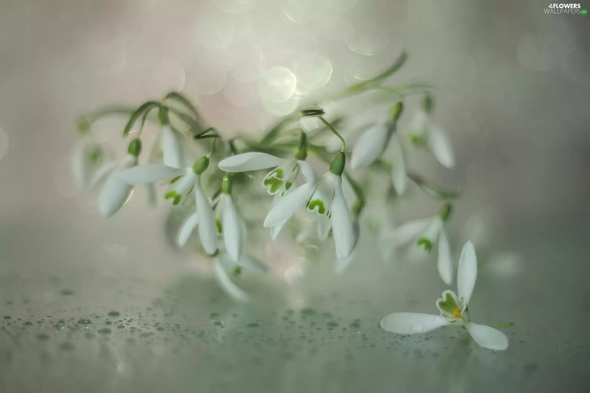 drops, rapprochement, White, Flowers, snowdrops