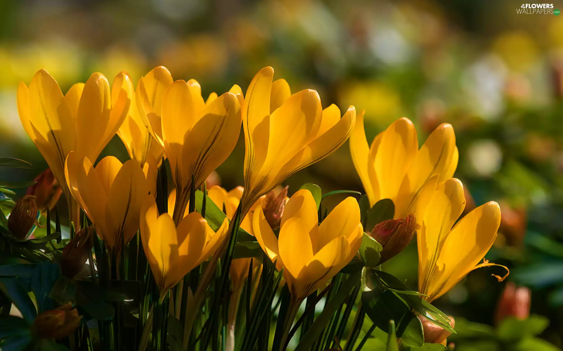 cluster, rapprochement, Yellow, Flowers, crocuses