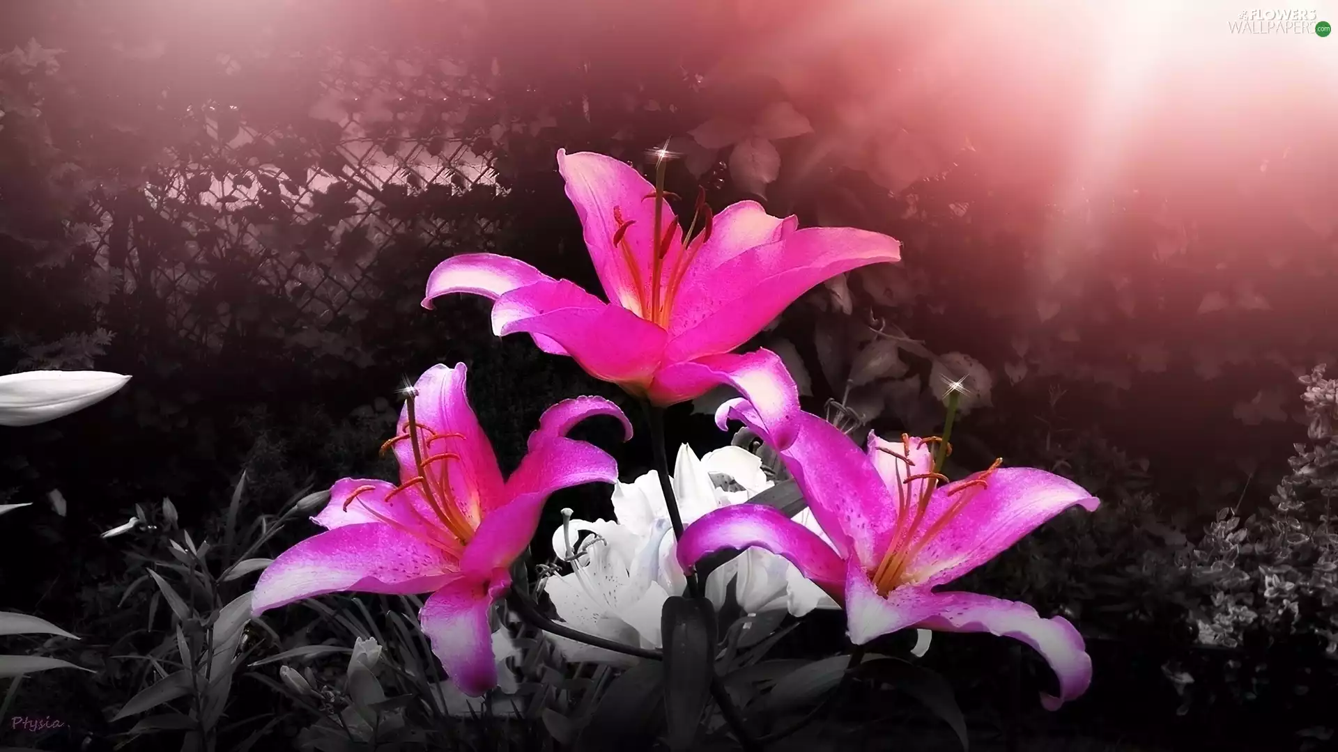rays, Pink, lilies