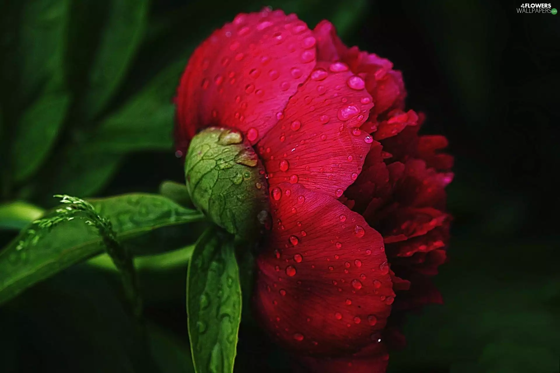 peony, Colourfull Flowers, red