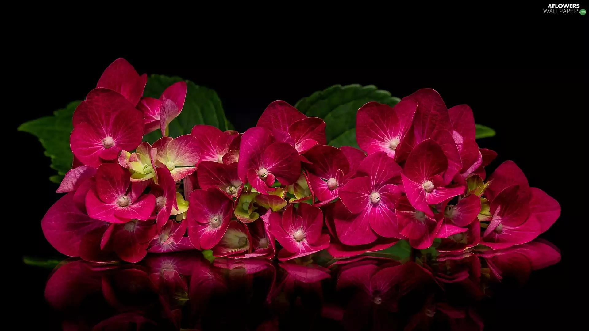 Leaf, reflection, hydrangea, red hot, Colourfull Flowers