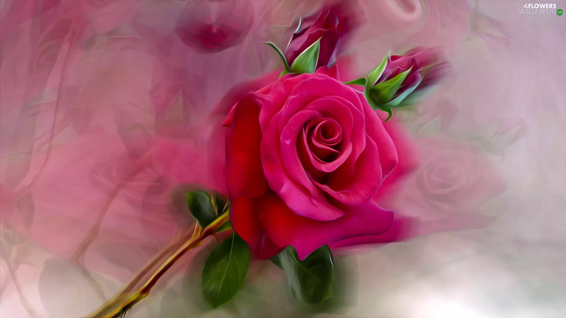 reflection, rose, graphics