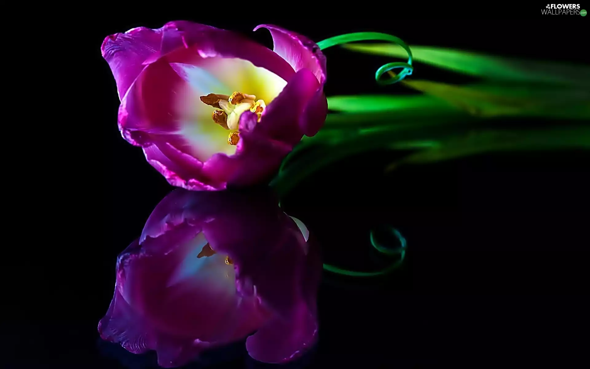 purple, tulip, reflection, White