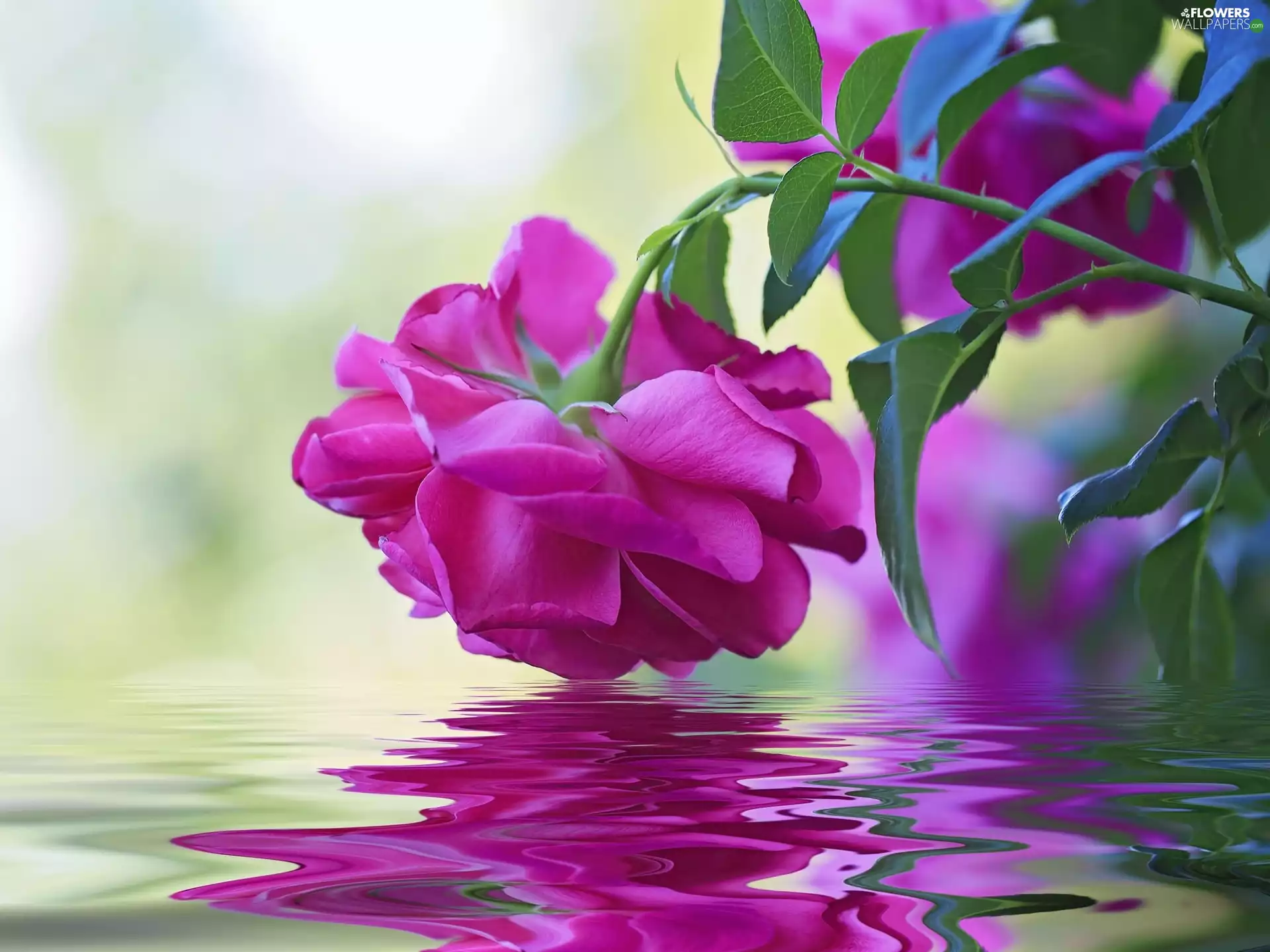 Purple, water, reflection, rose