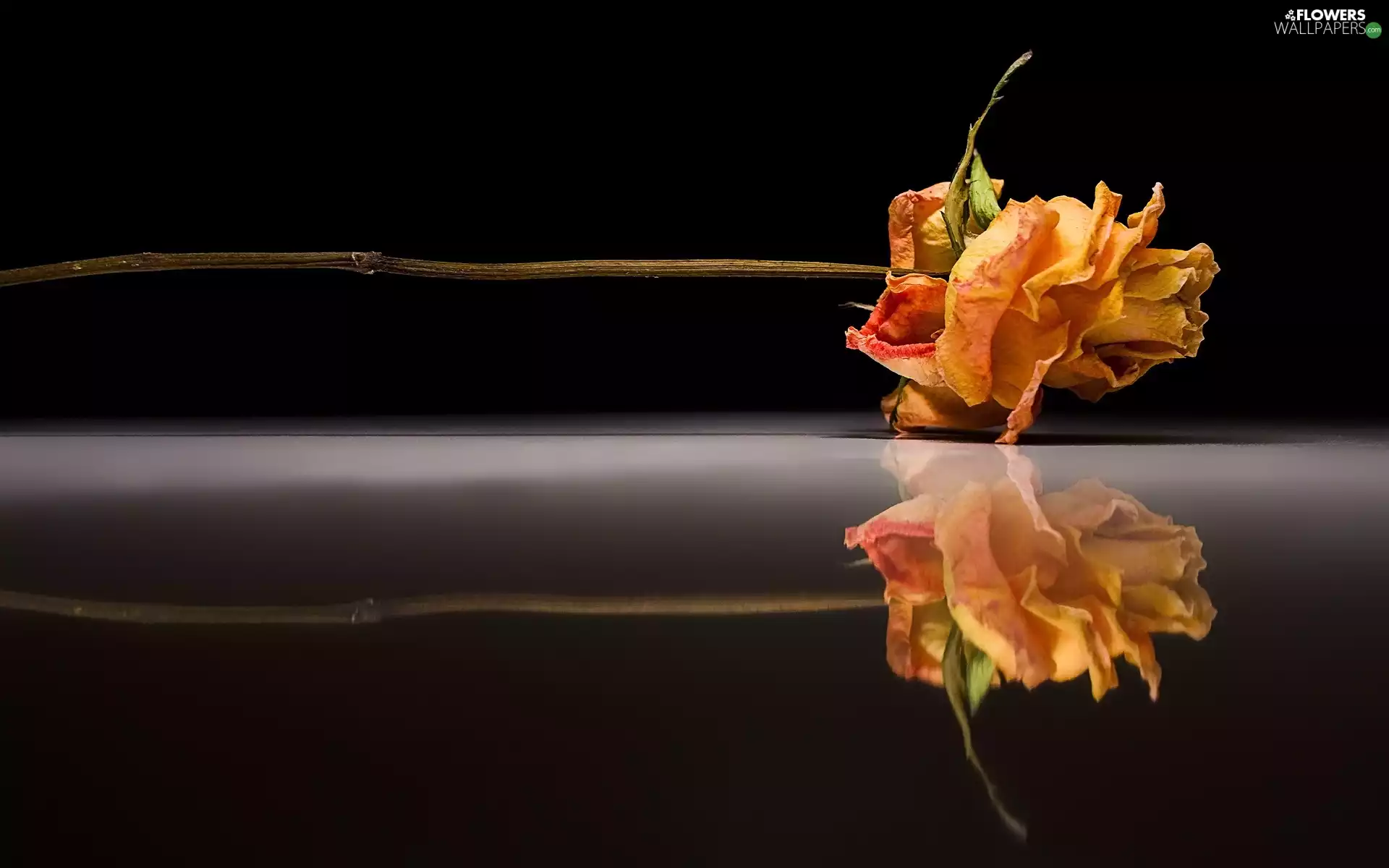 reflection, Dried, rose