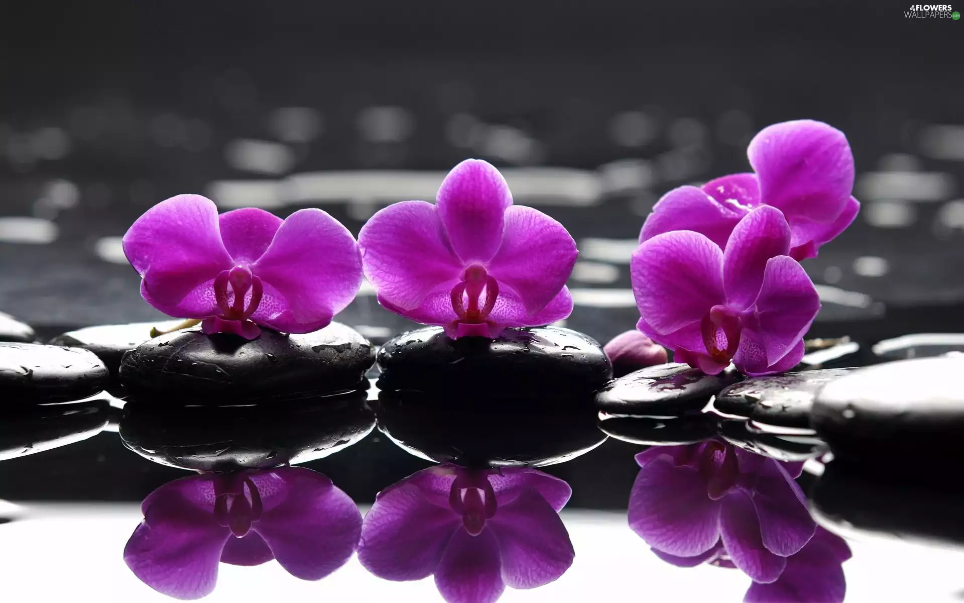 reflection, orchids, water