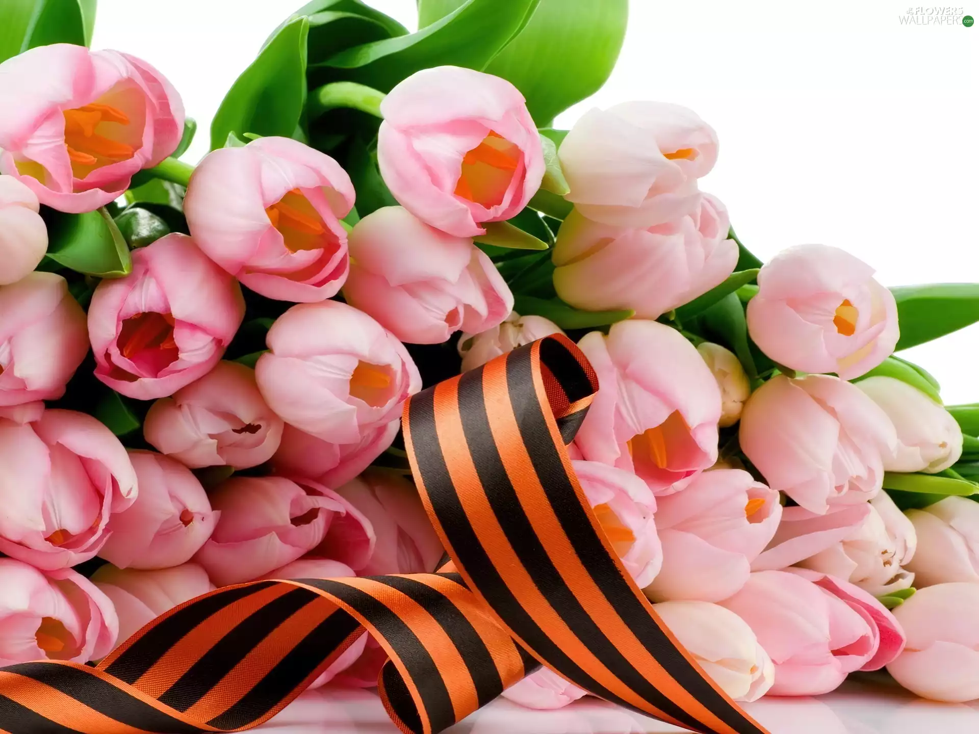 ribbon, Pink, Tulips