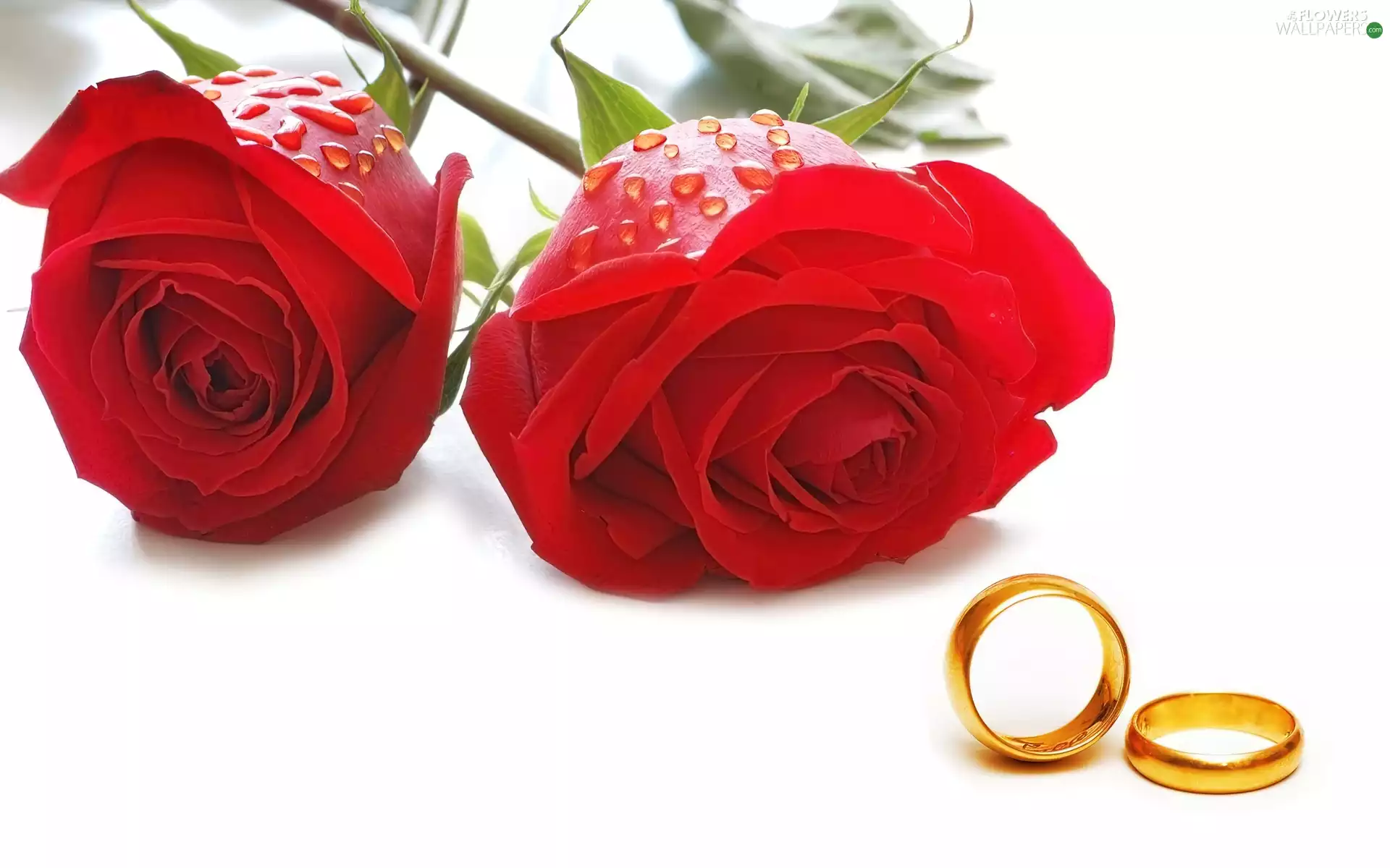 rings, Red, roses