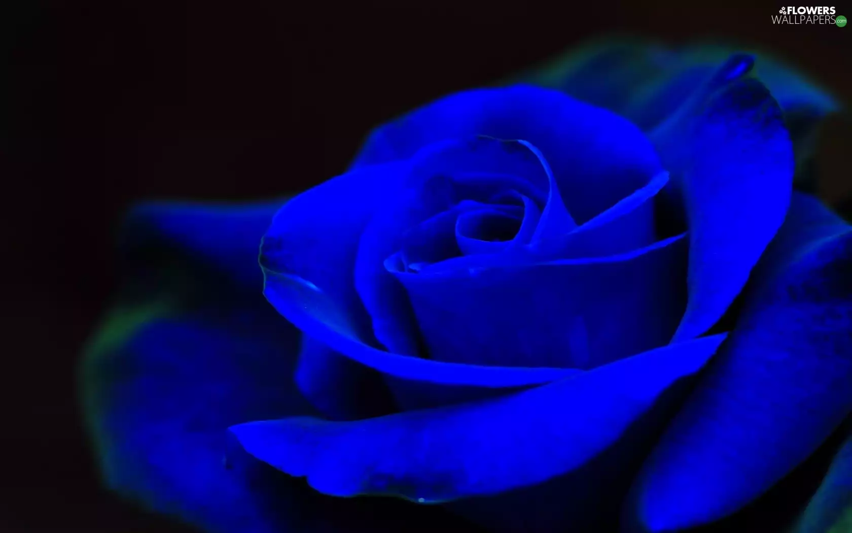 Blue, rose