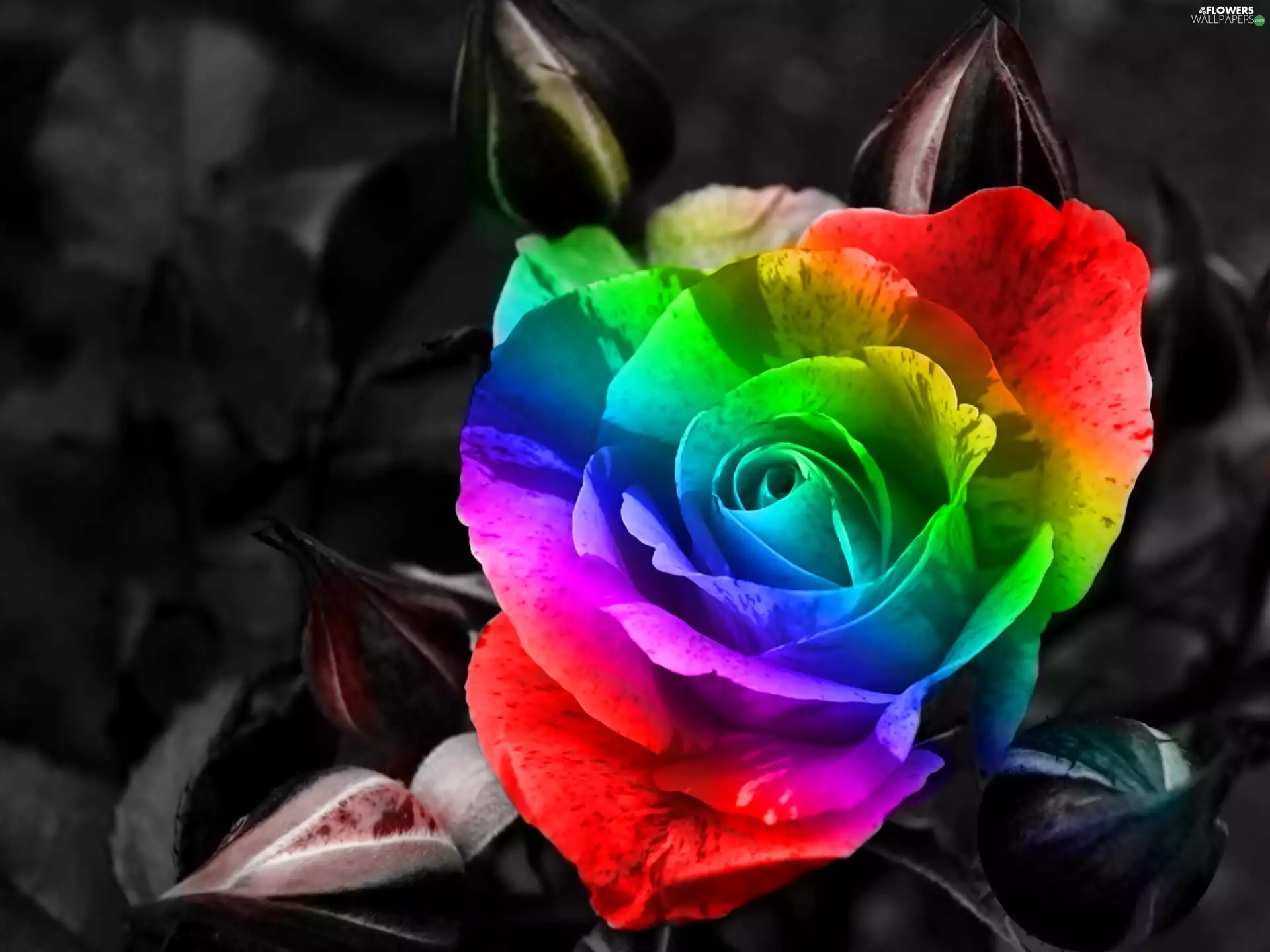 Coloured, rose