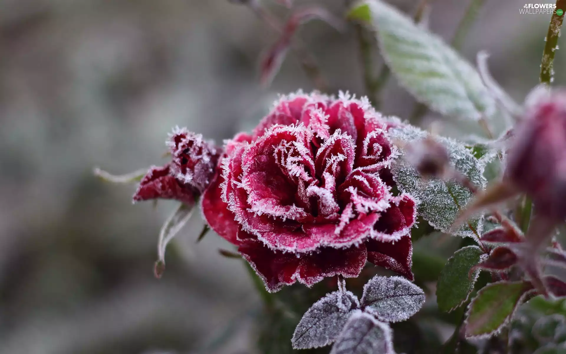 frosted, rose