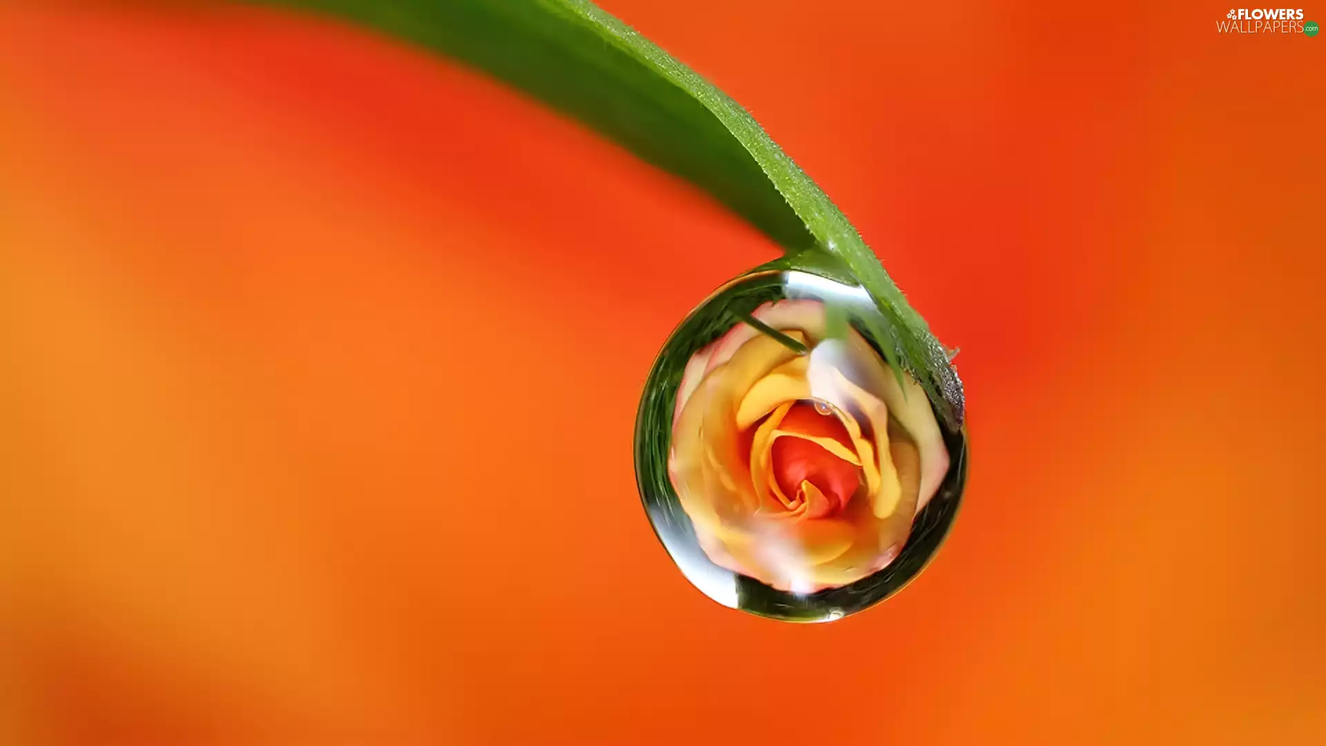 leaf, Rosy, rose, droplet