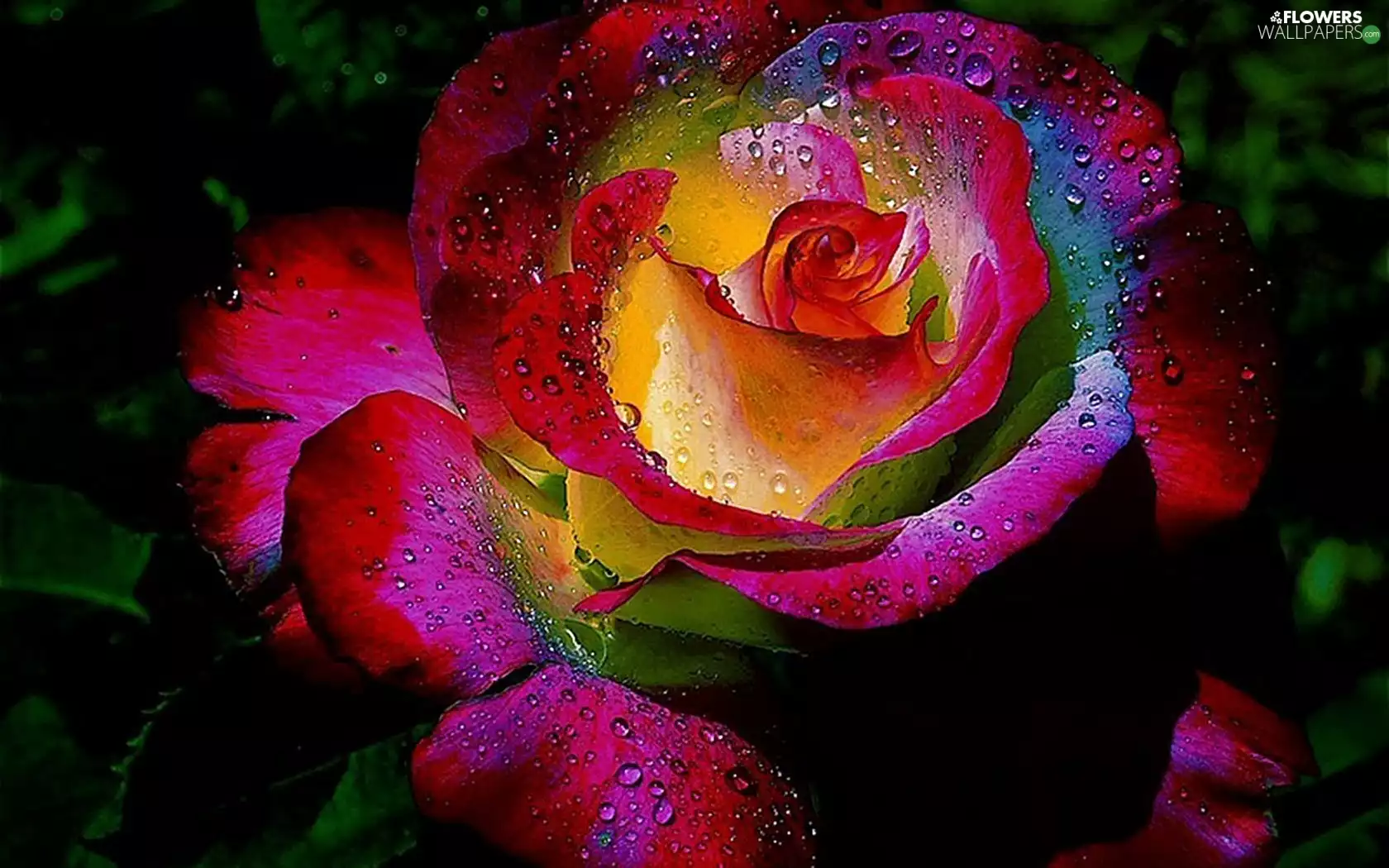 Multicolor, rose
